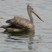 <i>Pelecanus philippensis</i> Gmelin, 1789